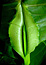 cb_leaf's Avatar