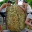 King Durian's Avatar